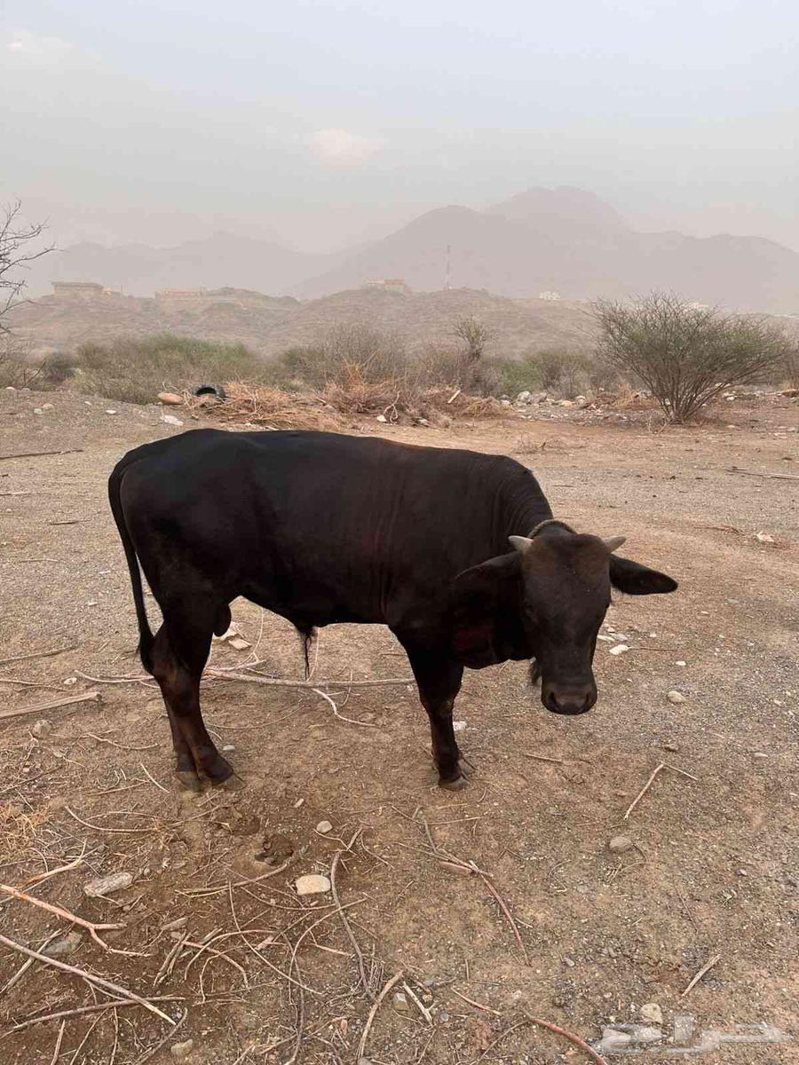 حسيل للبيع64614409786498111