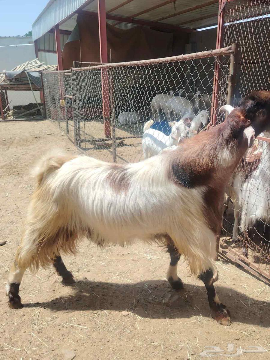 تيس فحل للبيع64608796314115111