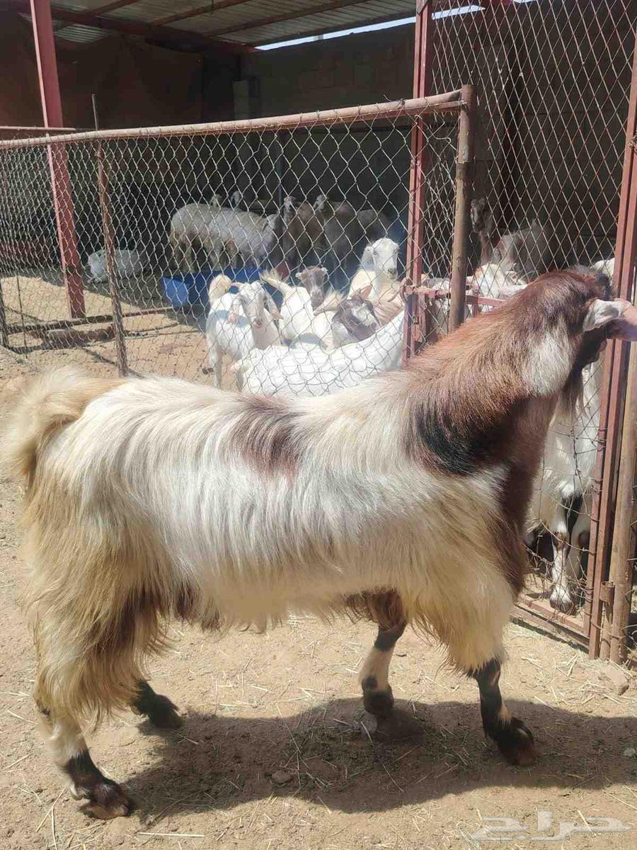 تيس فحل للبيع64608796314115112