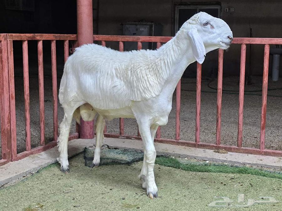 Breeding Roosters Projects for Sale, Different Categories64614496986753111