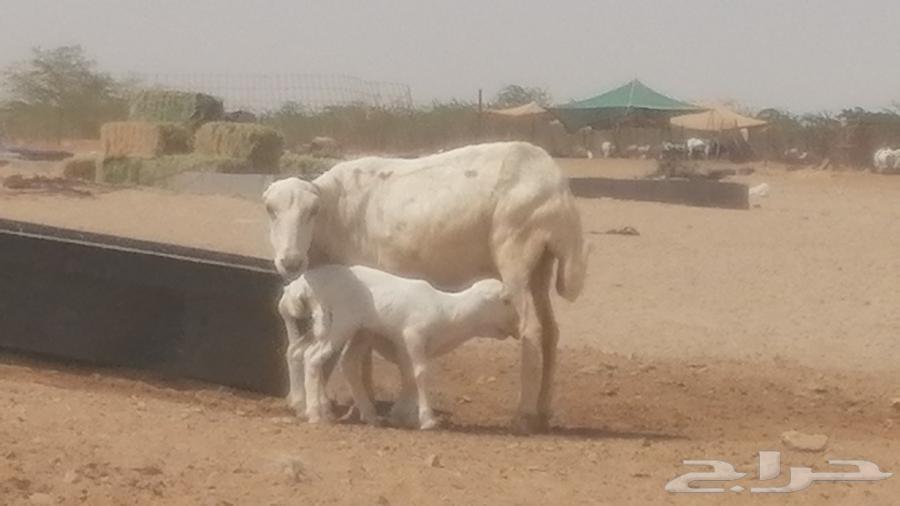 Rafidi ewe, Khalifa Mutawwam, with two rams and a ram lamb underneath64613190564995113