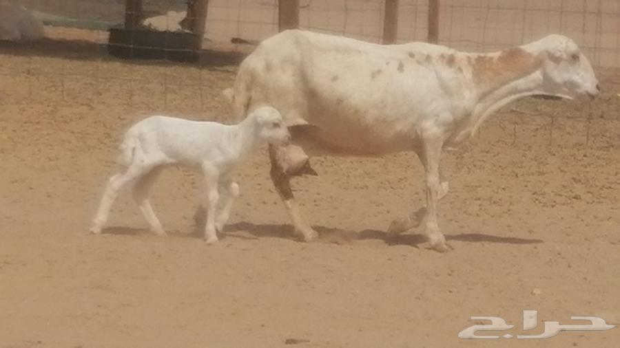 Rafidi ewe, Khalifa Mutawwam, with two rams and a ram lamb underneath64613190564995114