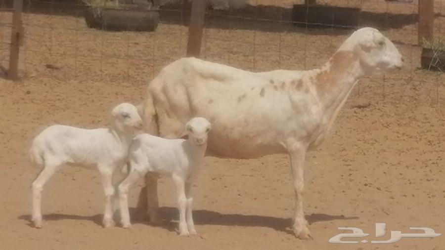 Rafidi ewe, Khalifa Mutawwam, with two rams and a ram lamb underneath64613190564995110