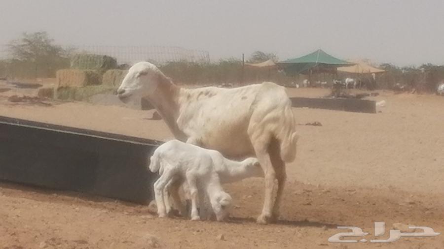 Rafidi ewe, Khalifa Mutawwam, with two rams and a ram lamb underneath64613190564995111