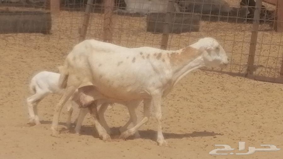 Rafidi ewe, Khalifa Mutawwam, with two rams and a ram lamb underneath64613190564995112