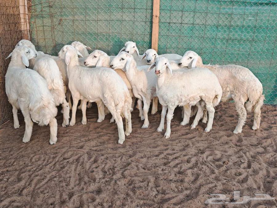 طليان حرية صافية ومقفلة شحم ولحم64614658522754110