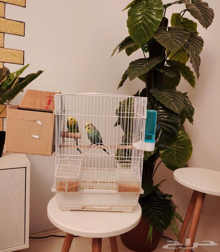 للبيع جوز بادجي نظيف منتج D264613777719809112