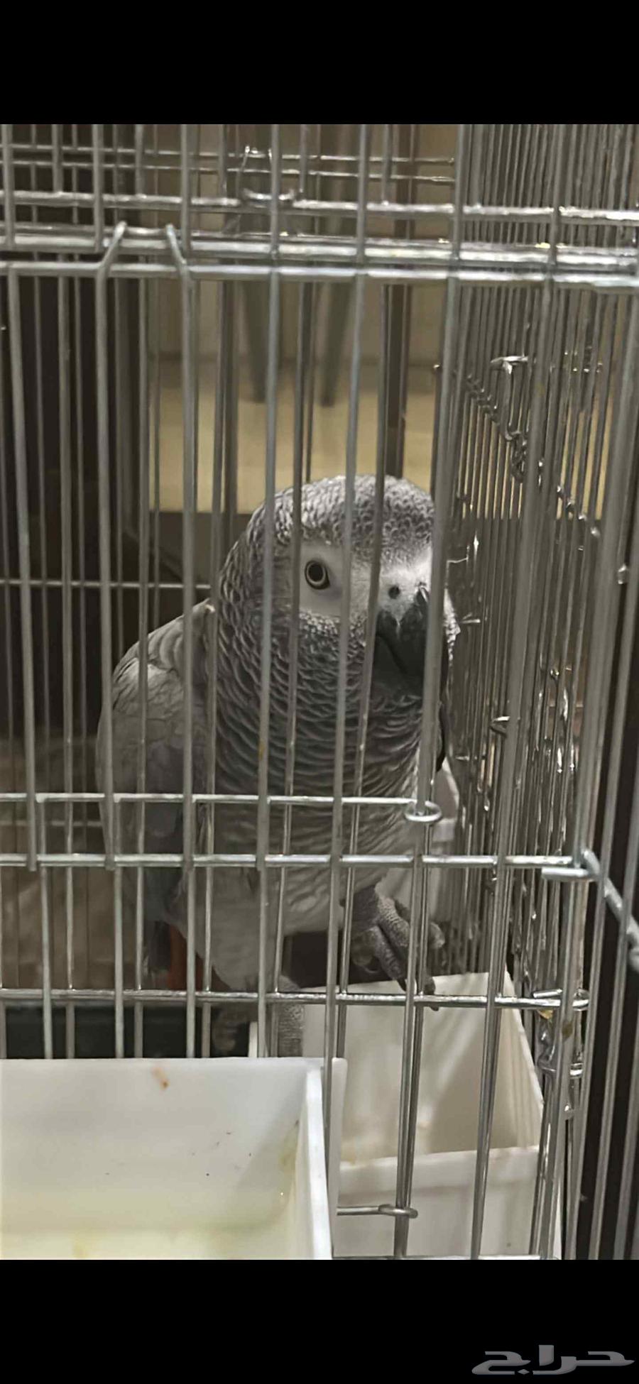 كاسكو ثلجي للبيع مليان كلام ولافته 7564610641842049110