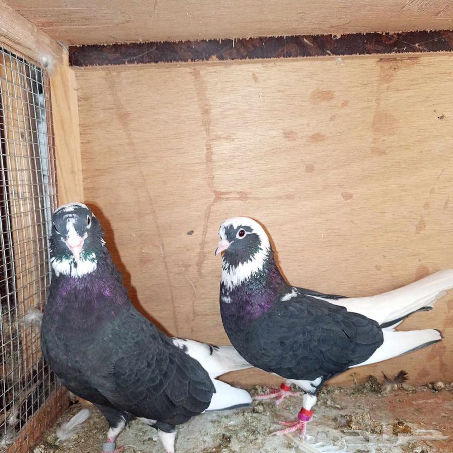 جواز قطايف64609623501443113