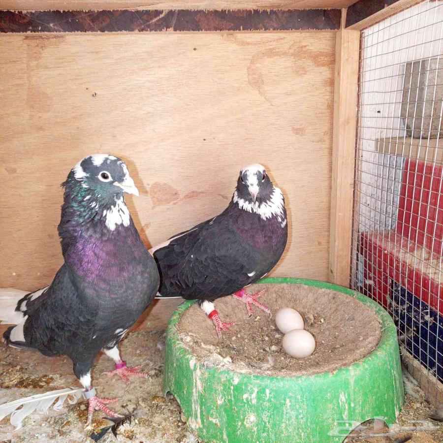 جواز قطايف64609623501443111