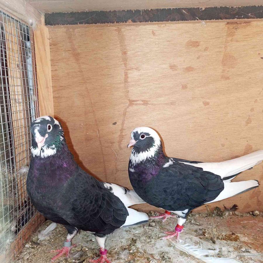 جواز قطايف64609623501443112