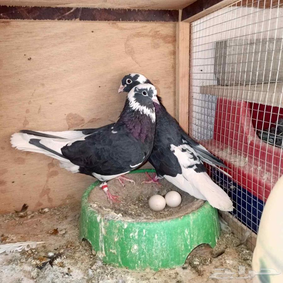 جواز قطايف64609623501443110