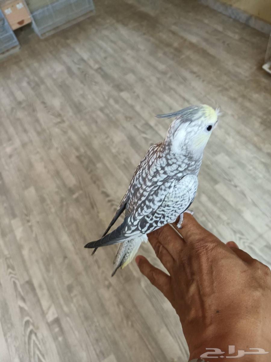 فرخ كروان ( نهاية غر )64461533748865113