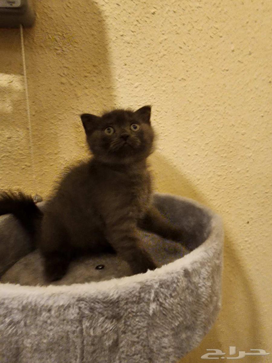 Scottish Fold Kittens, 1 Month Old64611492632707110