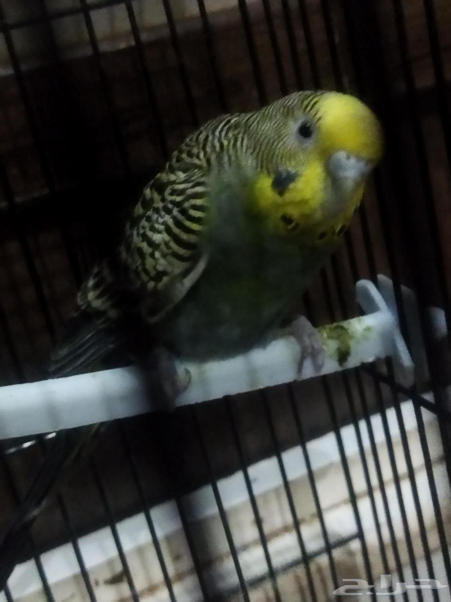 طيور حب للبيع64610741438081112