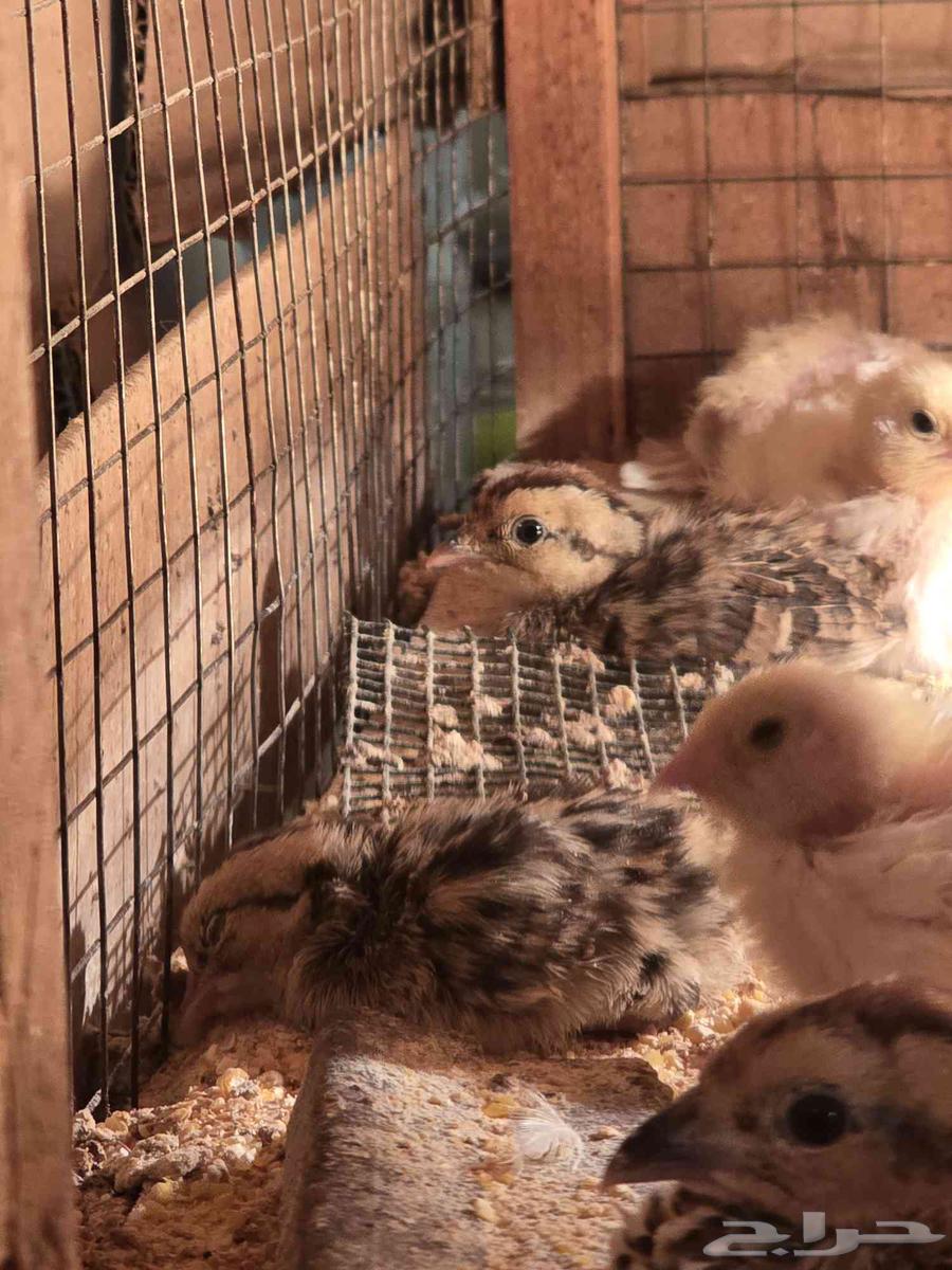 للبيع فروخ حجل الفرانكلين يلونيك(تم البيع)64615128017666111