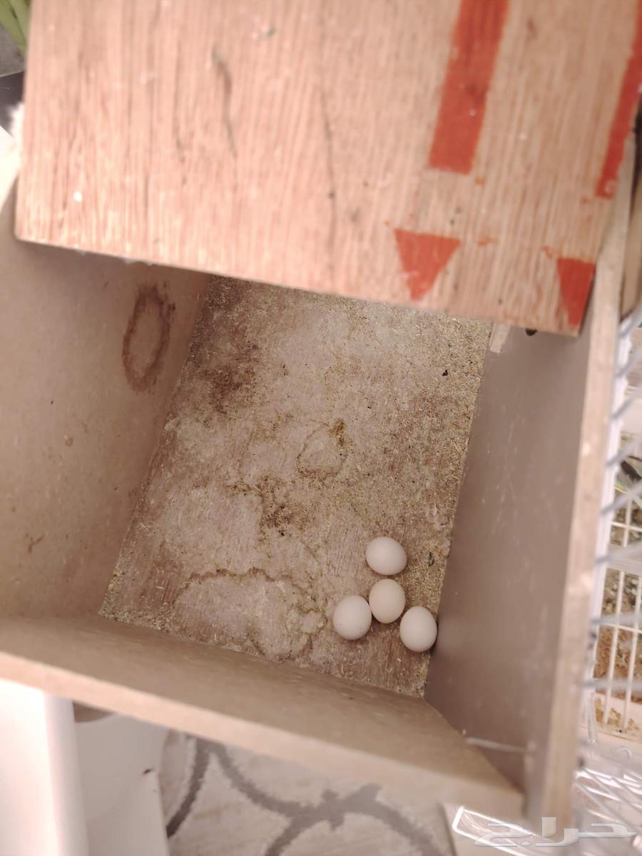 للبيع جوز بادجي نظيف منتج D264613777719809113