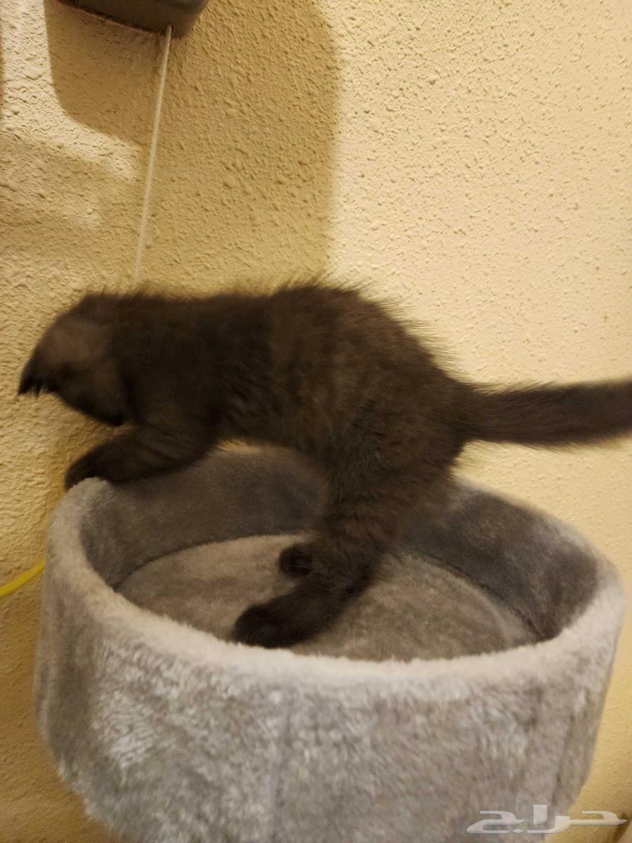 Scottish Fold Kittens, 1 Month Old64611492632707112