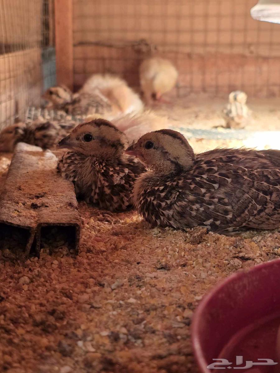 للبيع فروخ حجل الفرانكلين يلونيك(تم البيع)64615128017666110