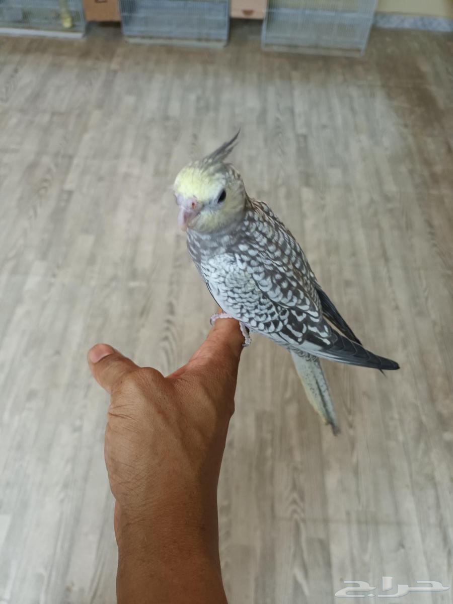 فرخ كروان ( نهاية غر )64461533748865111