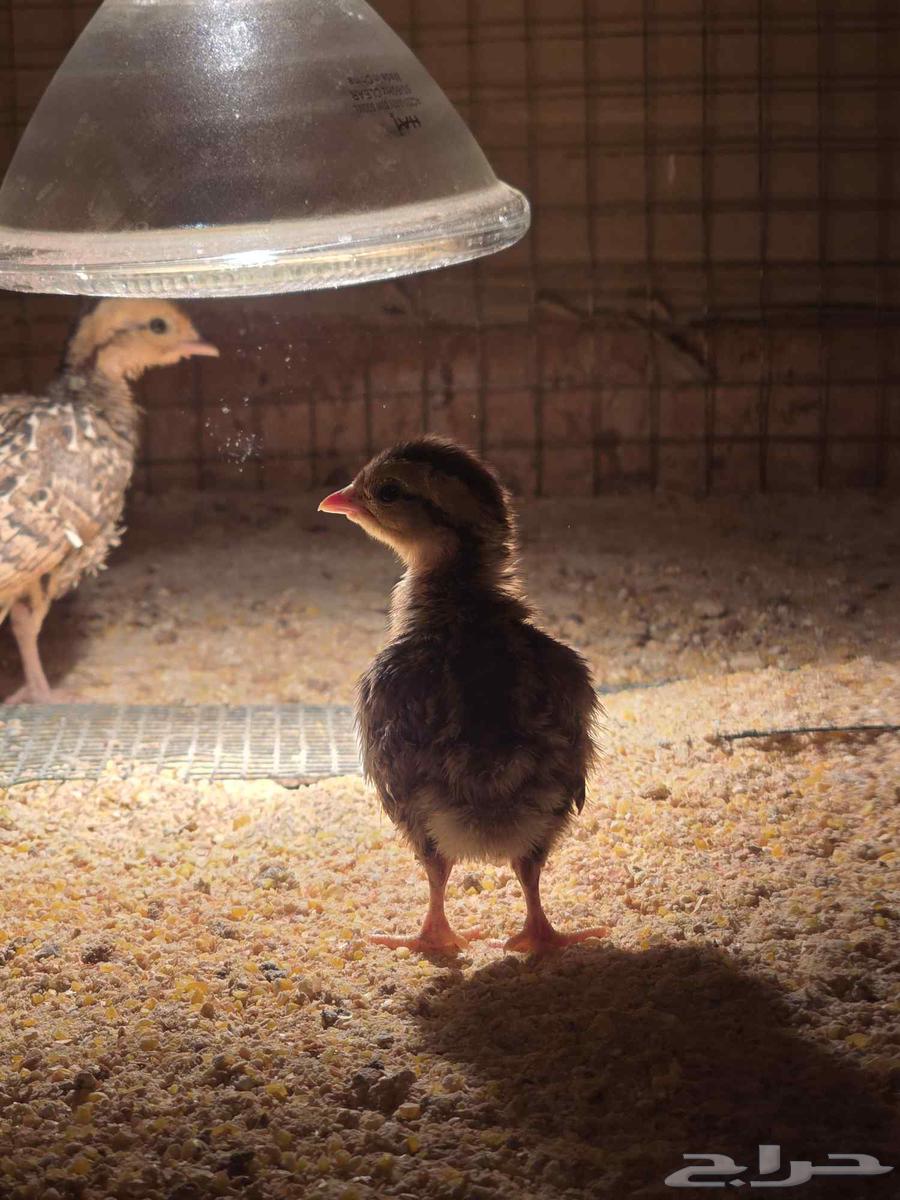 للبيع فروخ حجل الفرانكلين يلونيك(تم البيع)64615128017666113