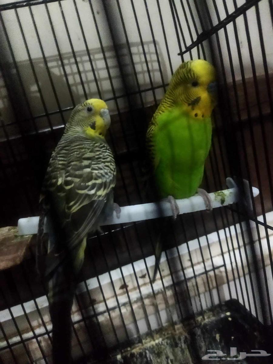 طيور حب للبيع64610741438081111