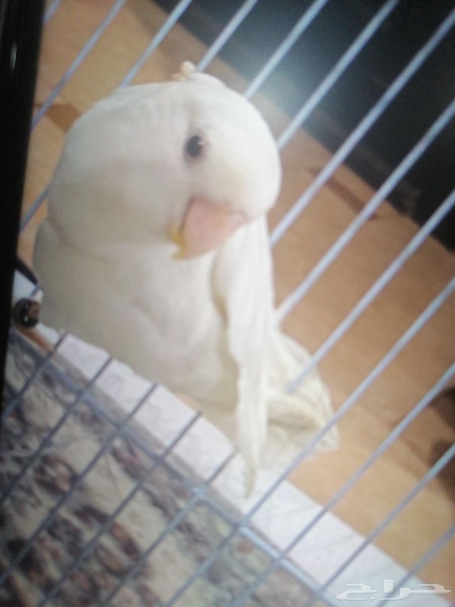 للبيع ذكر البينو عيون حمره الموقع صفوى سعره 10064610305774593110