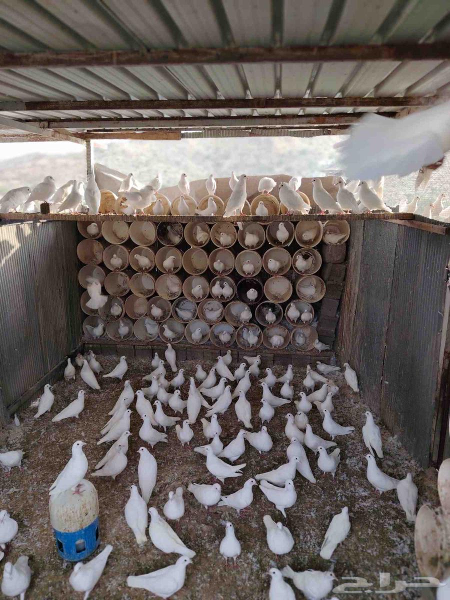 حمام فرنسي سوبر جامبو للبيع64609611141378114