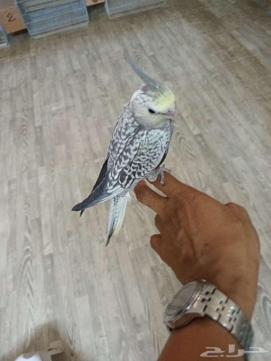 فرخ كروان ( نهاية غر )64461533748865110