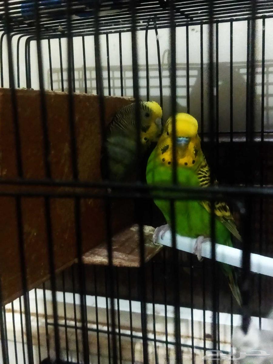 طيور حب للبيع64610741438081110