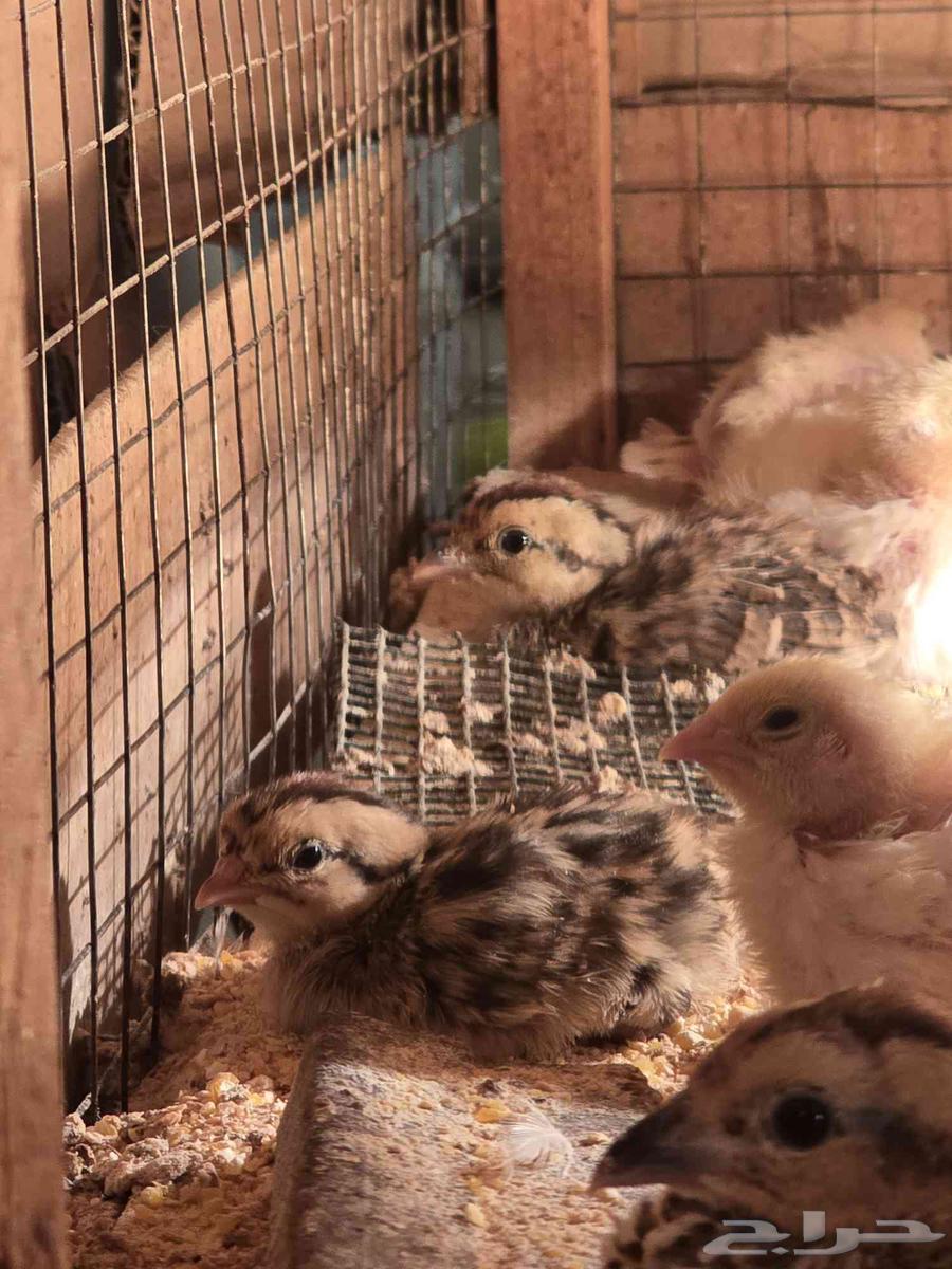 للبيع فروخ حجل الفرانكلين يلونيك(تم البيع)64615128017666112