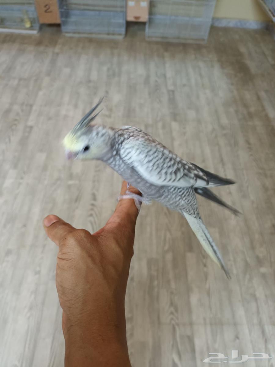 فرخ كروان ( نهاية غر )64461533748865112