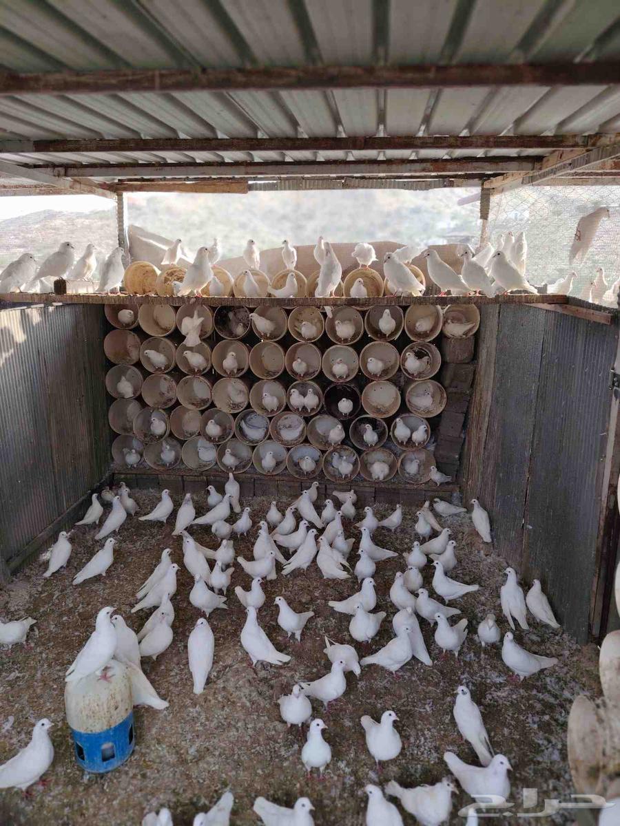 حمام فرنسي سوبر جامبو للبيع64609611141378113