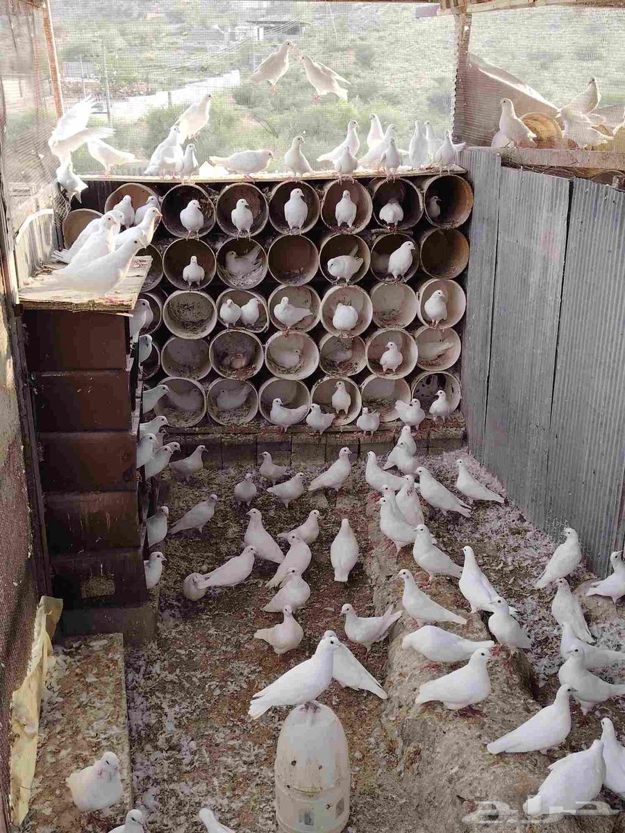 حمام فرنسي سوبر جامبو للبيع64609611141378111