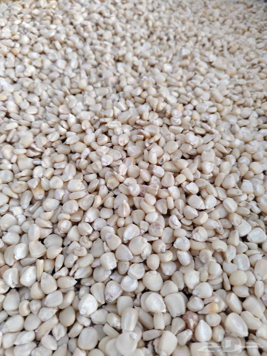 (طاحون الديرة) يتوفر لدينا الشام اليمني وغيرة64611292507523111