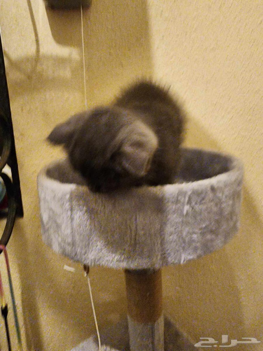 Scottish Fold Kittens, 1 Month Old64611492632707111