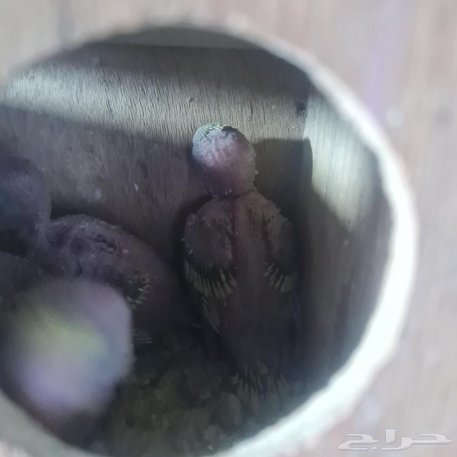 Budgie Pair64614782317825112