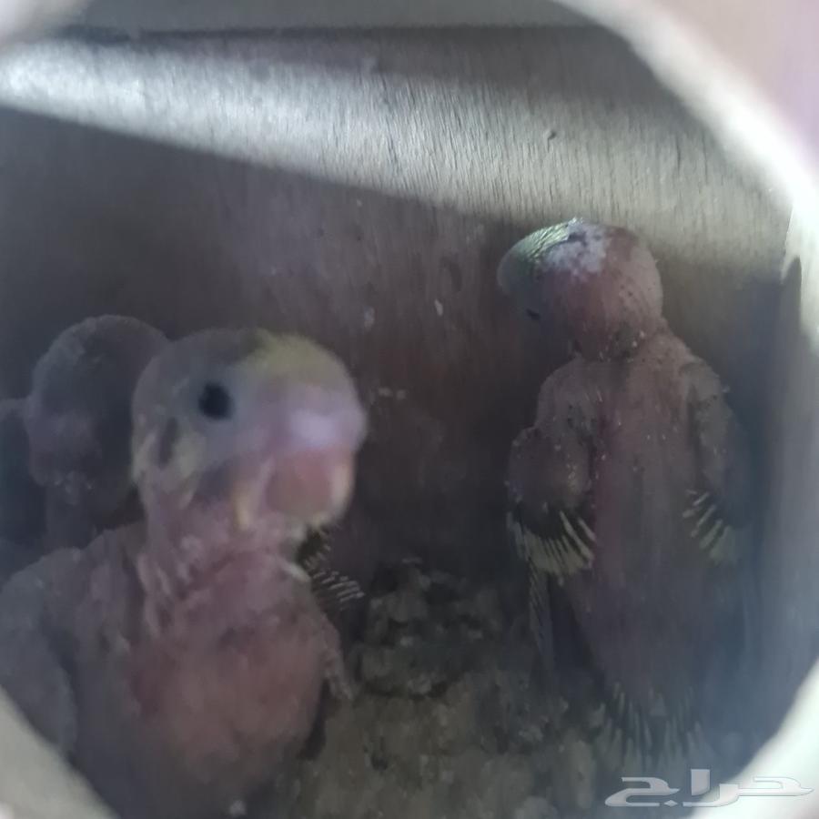 Budgie Pair64614782317825110