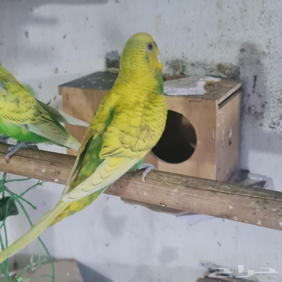 Budgie Pair64614782317825113