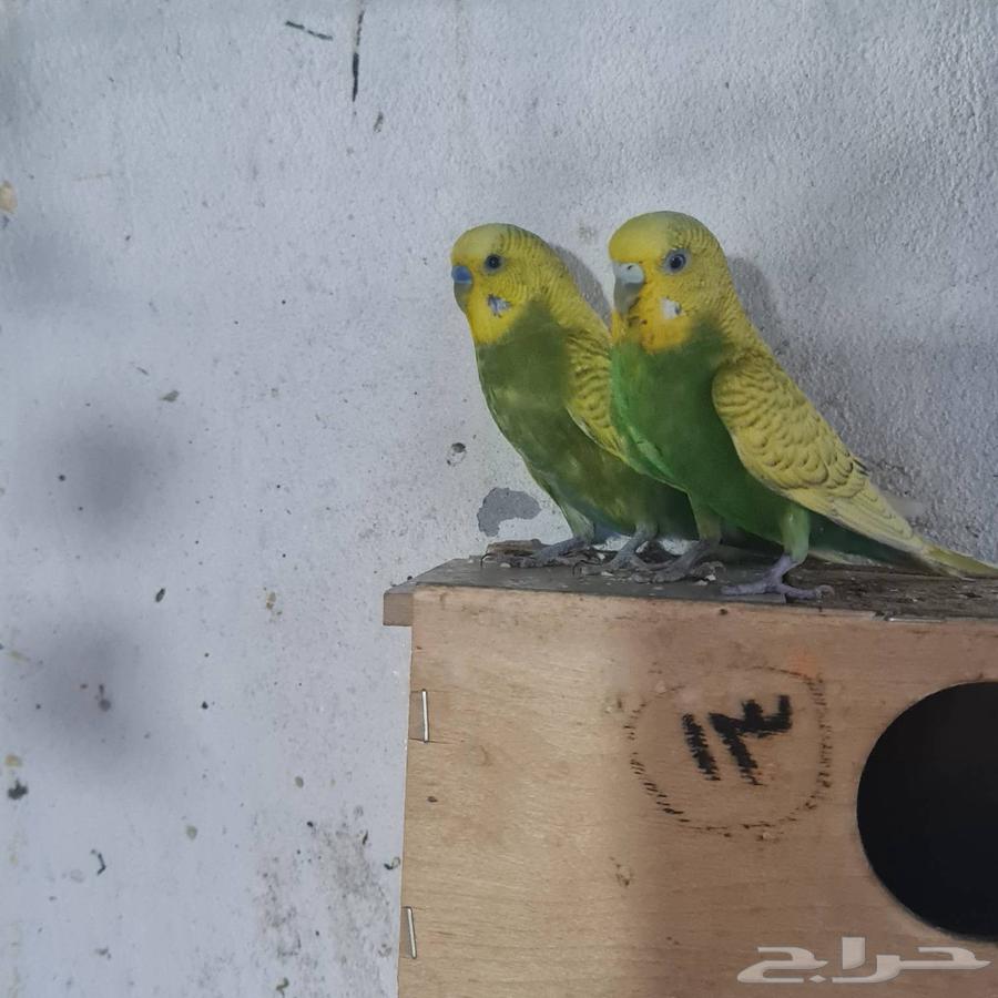 Budgie Pair64614782317825111