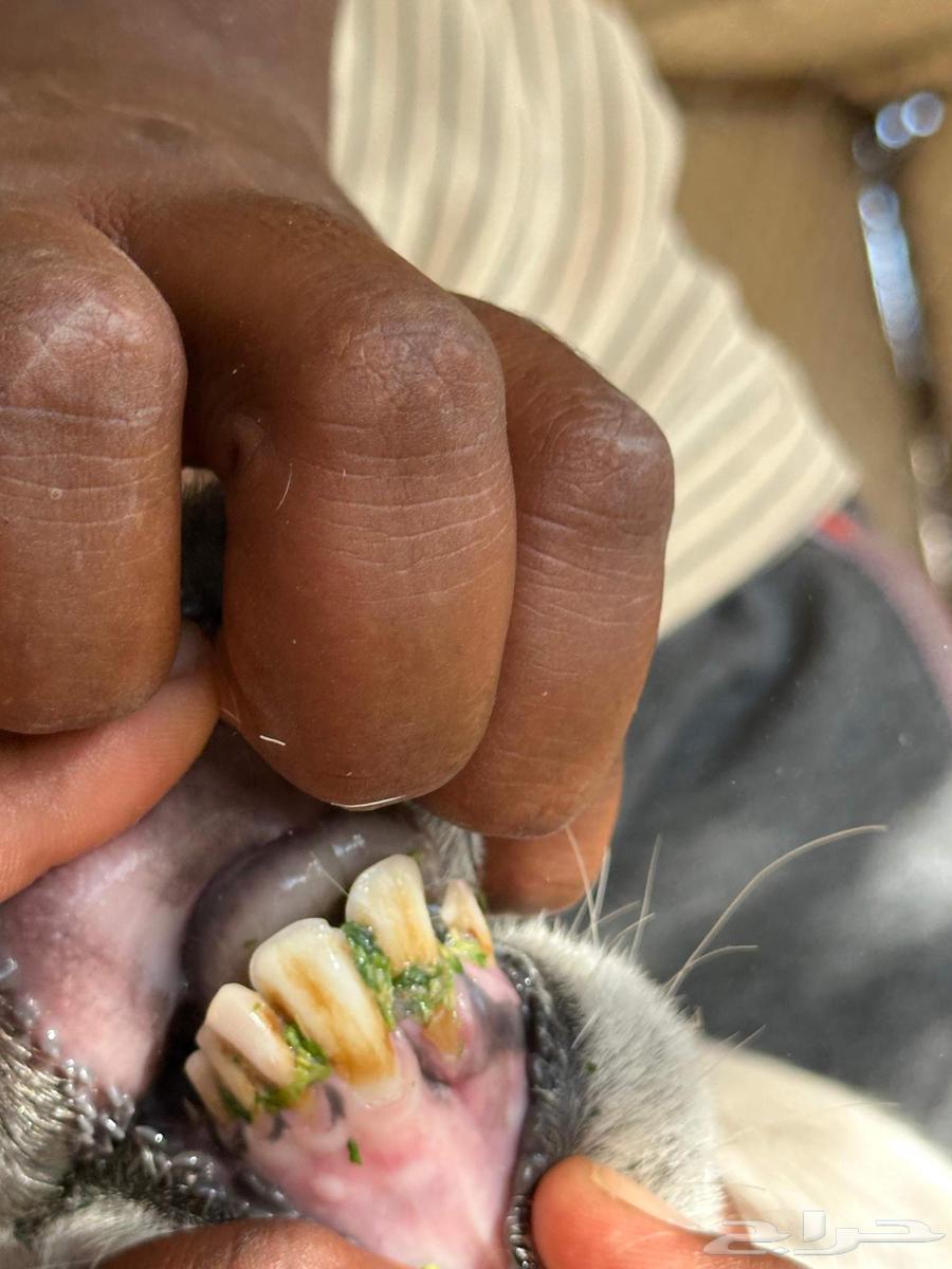 للبيع رخال صنف غير معوفه حرش فاخره ورخل نجديه64607929146497114