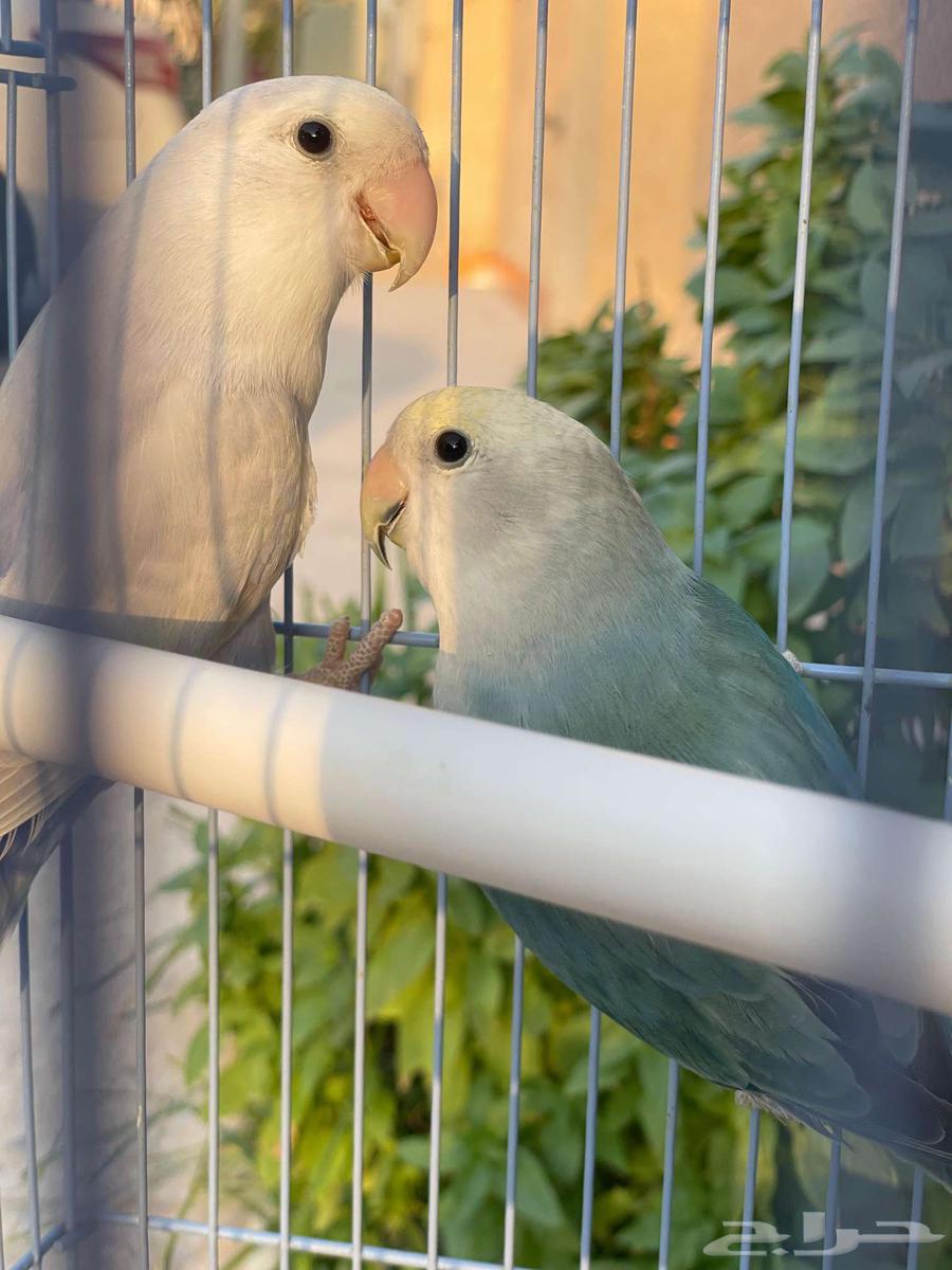 روز للبيع64612544547201112