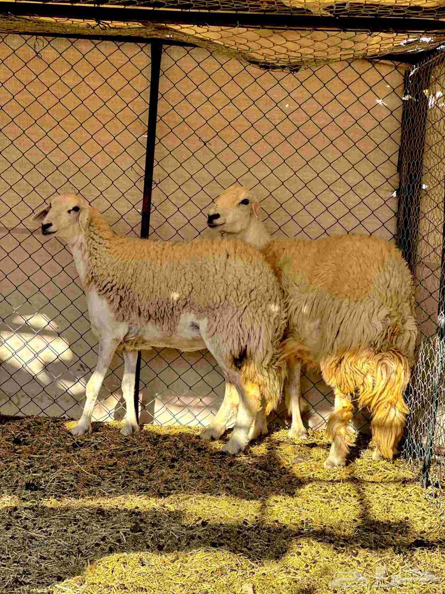 للبيع رخال صنف غير معوفه حرش فاخره ورخل نجديه64607929146497112