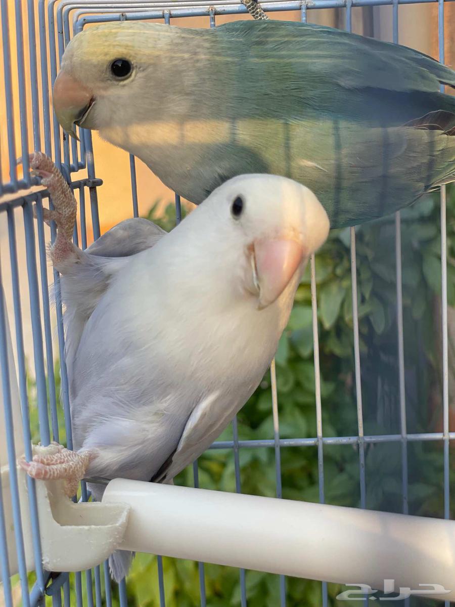 روز للبيع64612544547201110