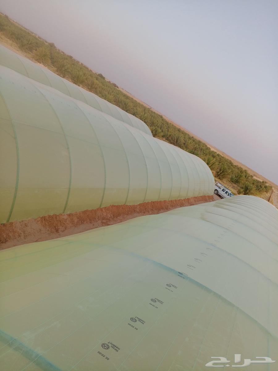 معلم ف  وتر يب بيوت محمي64391962697602112