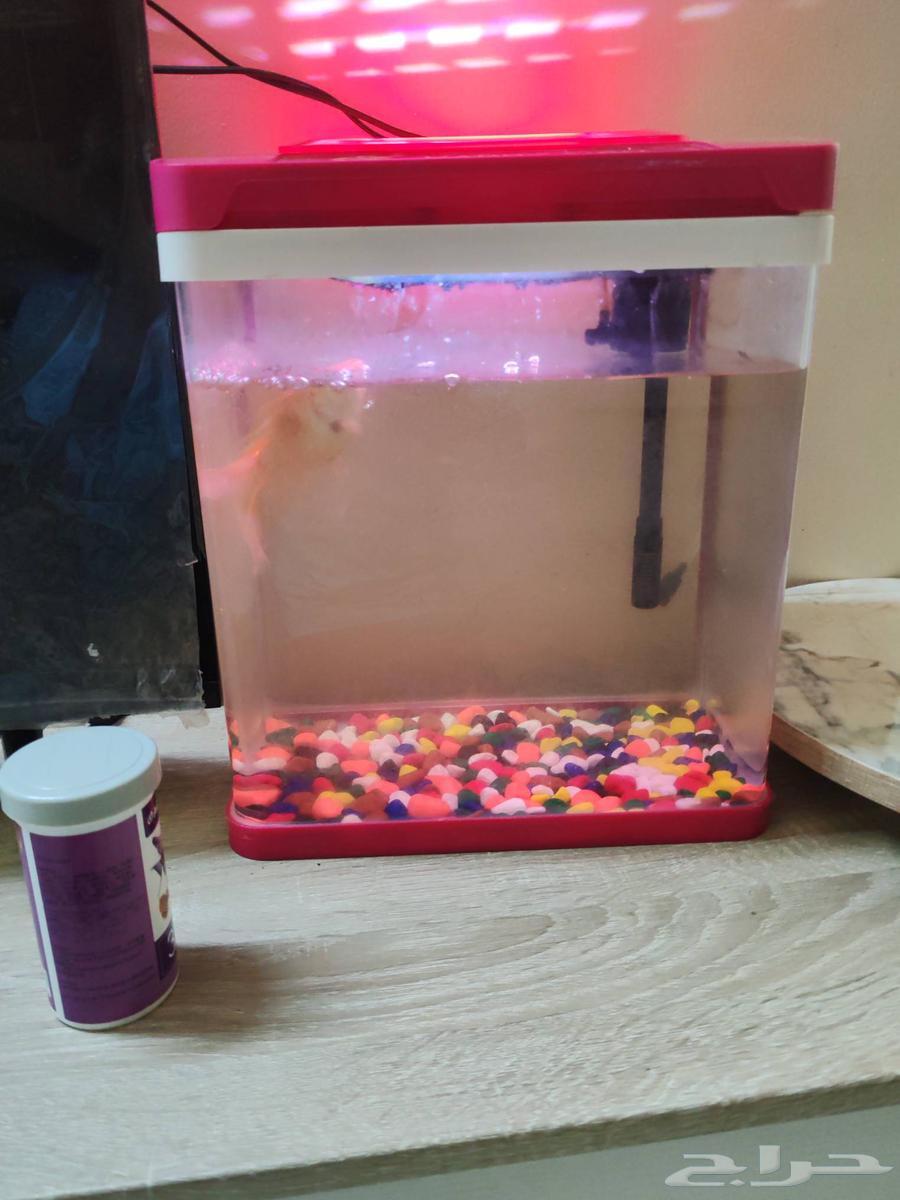 حوض أسماك للبيع64607408421634110