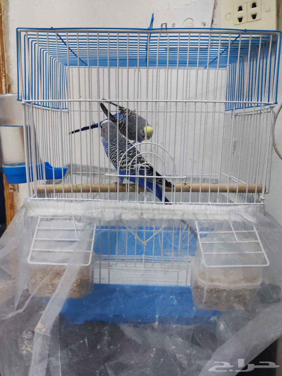 عصافير للبيع ع سوم64606811337731110