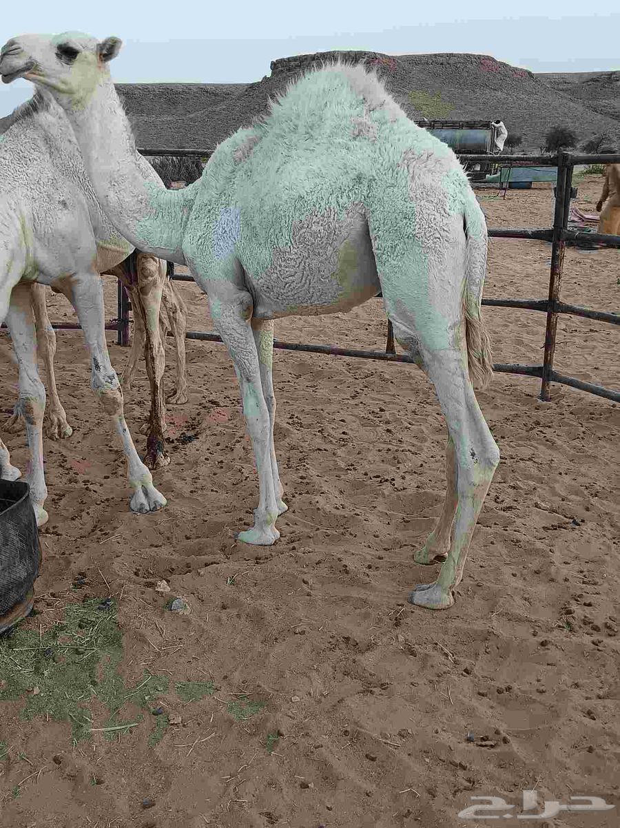 قعود قصب للبيع64608733551235112