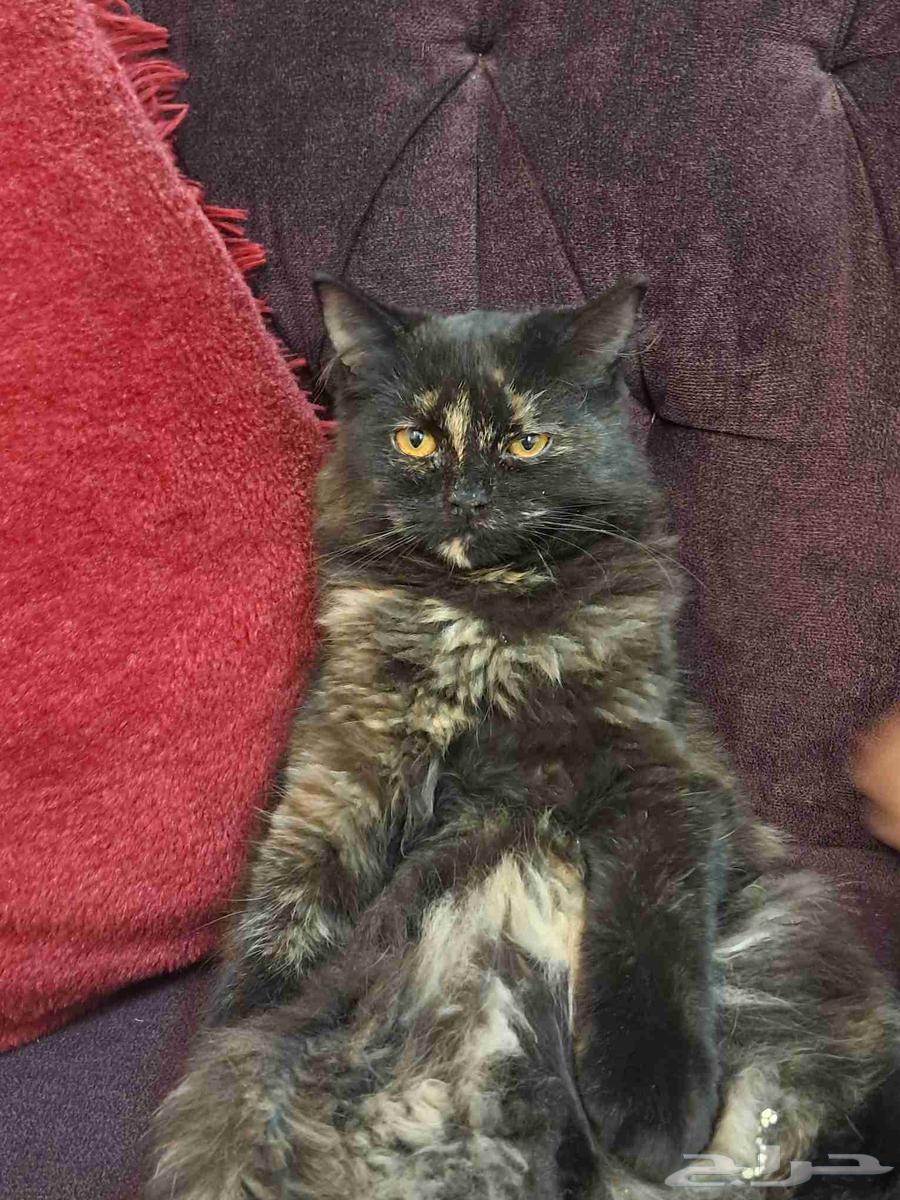 قط تبني64610281200642110