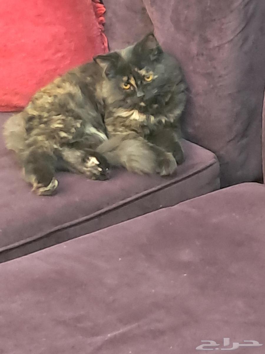 قط تبني64610281200642111